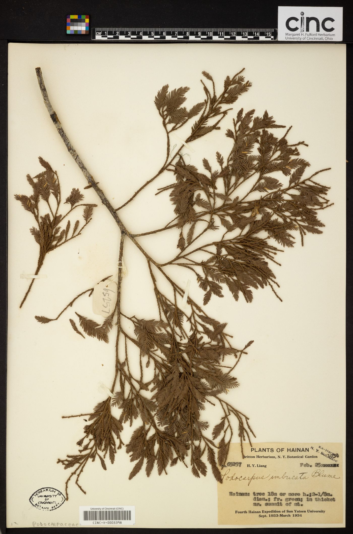 Dacrycarpus image