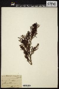 Podocarpus dacrydioides image