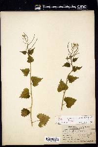 Alliaria petiolata image