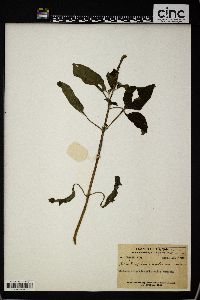 Heliotropium indicum image