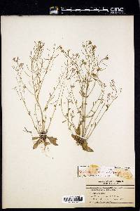 Arabidopsis thaliana image