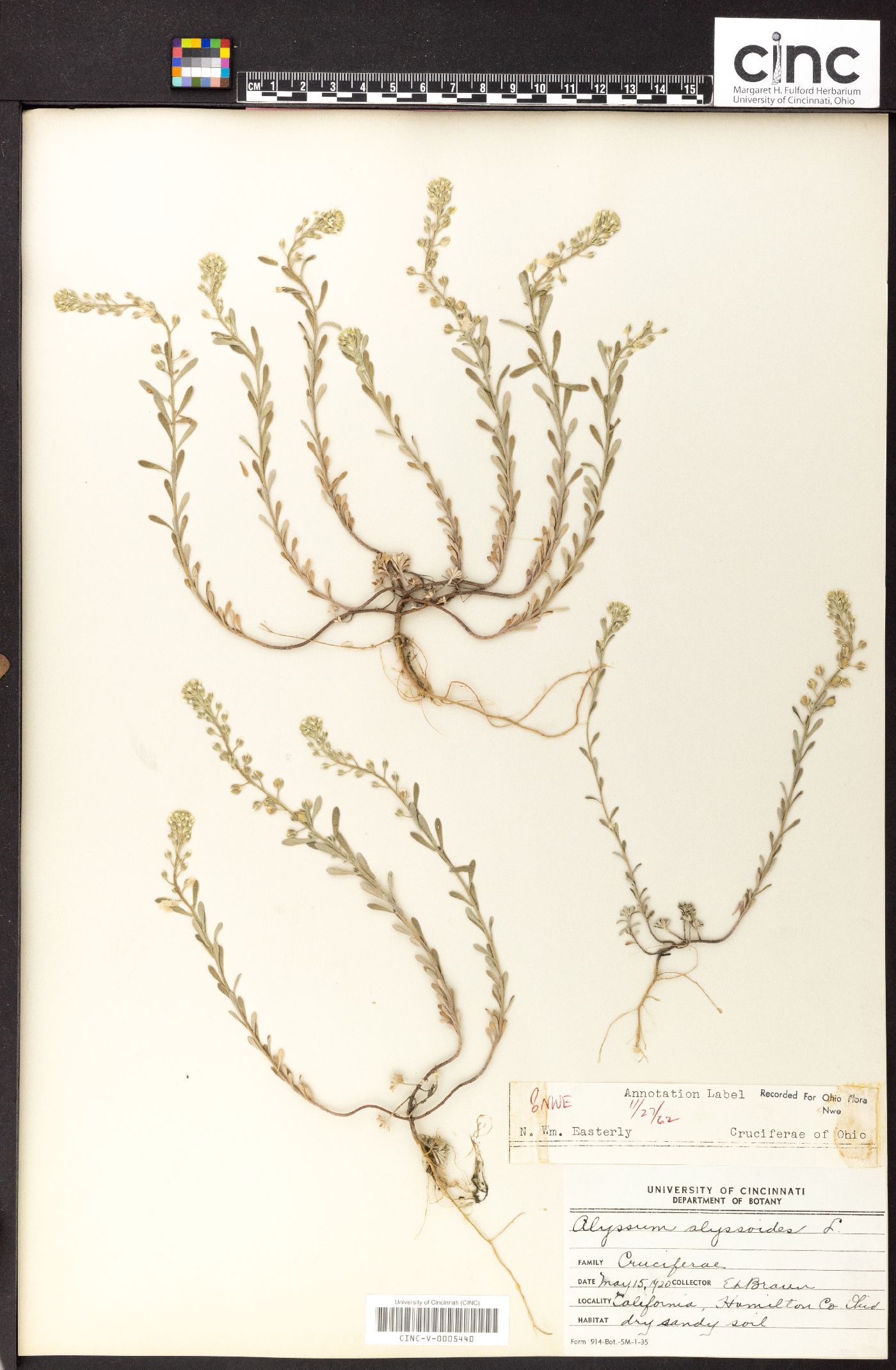 Alyssum alyssoides image