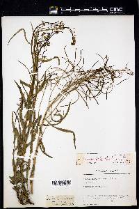 Borodinia canadensis image
