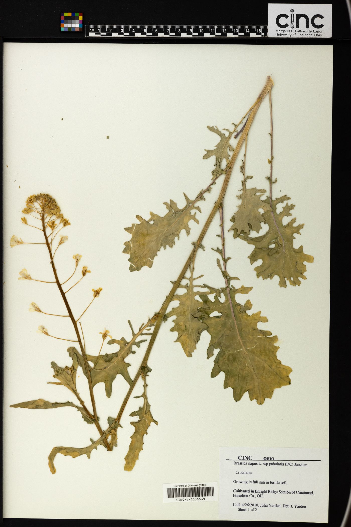 Brassica napus image
