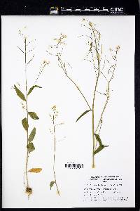 Cardamine bulbosa image