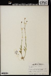 Wahlenbergia marginata image