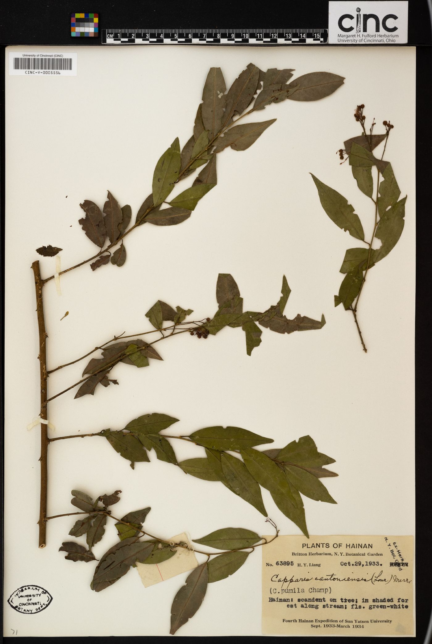 Capparis cantoniensis image