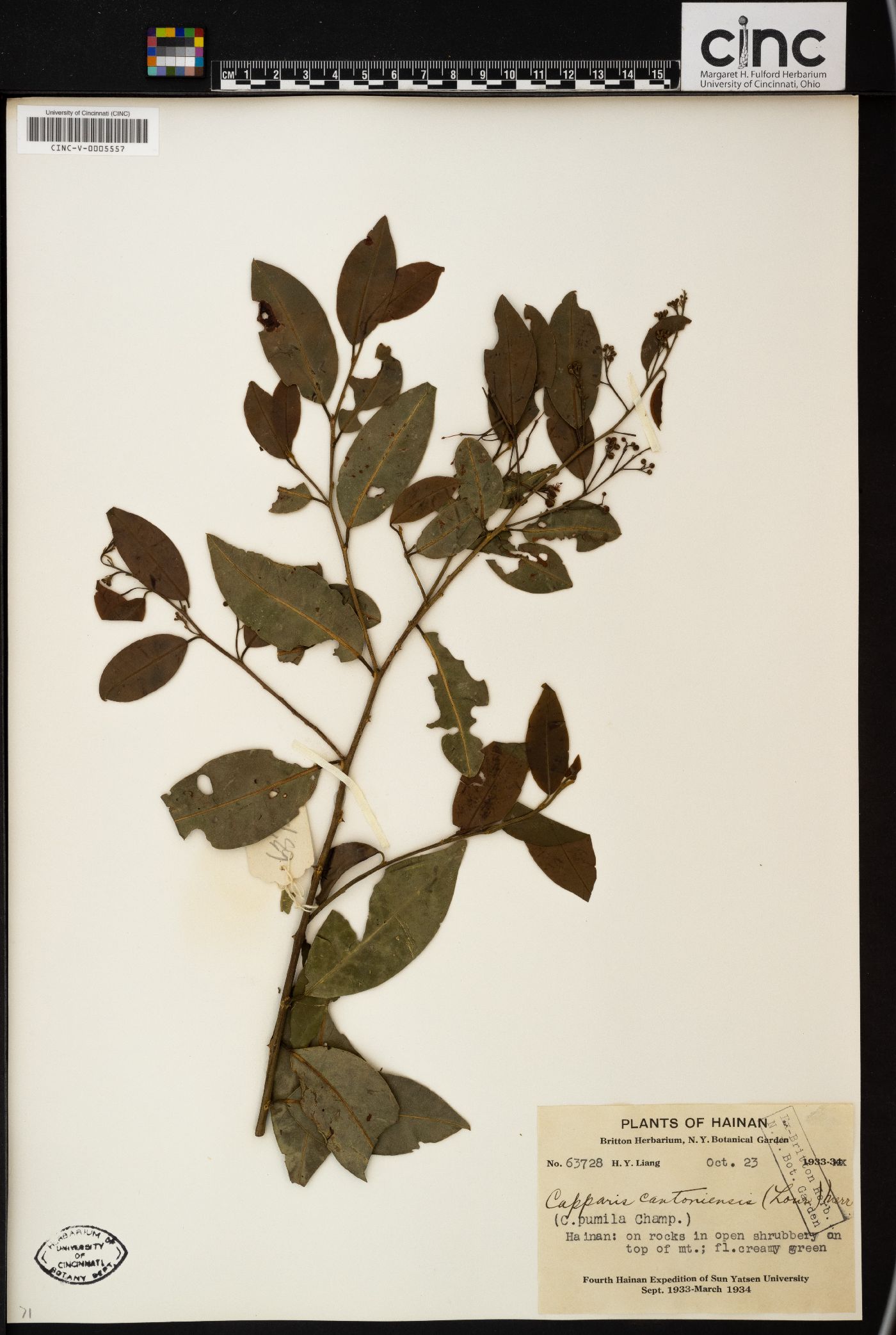 Capparis cantoniensis image