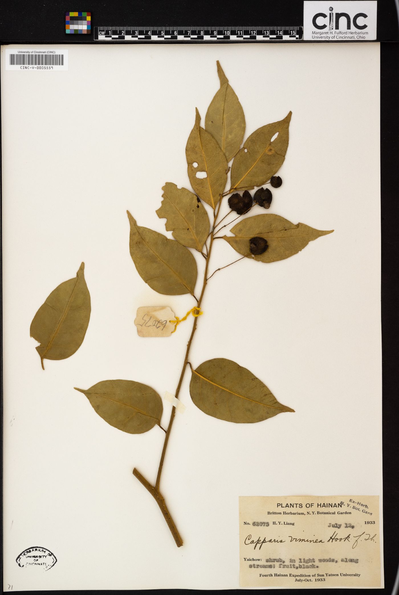 Capparis membranifolia image