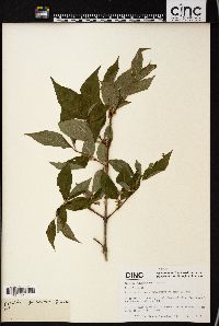 Dipelta yunnanensis image