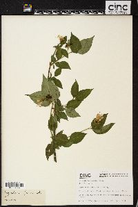 Leycesteria formosa image