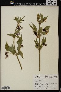 Leycesteria formosa image