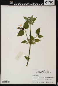 Leycesteria formosa image