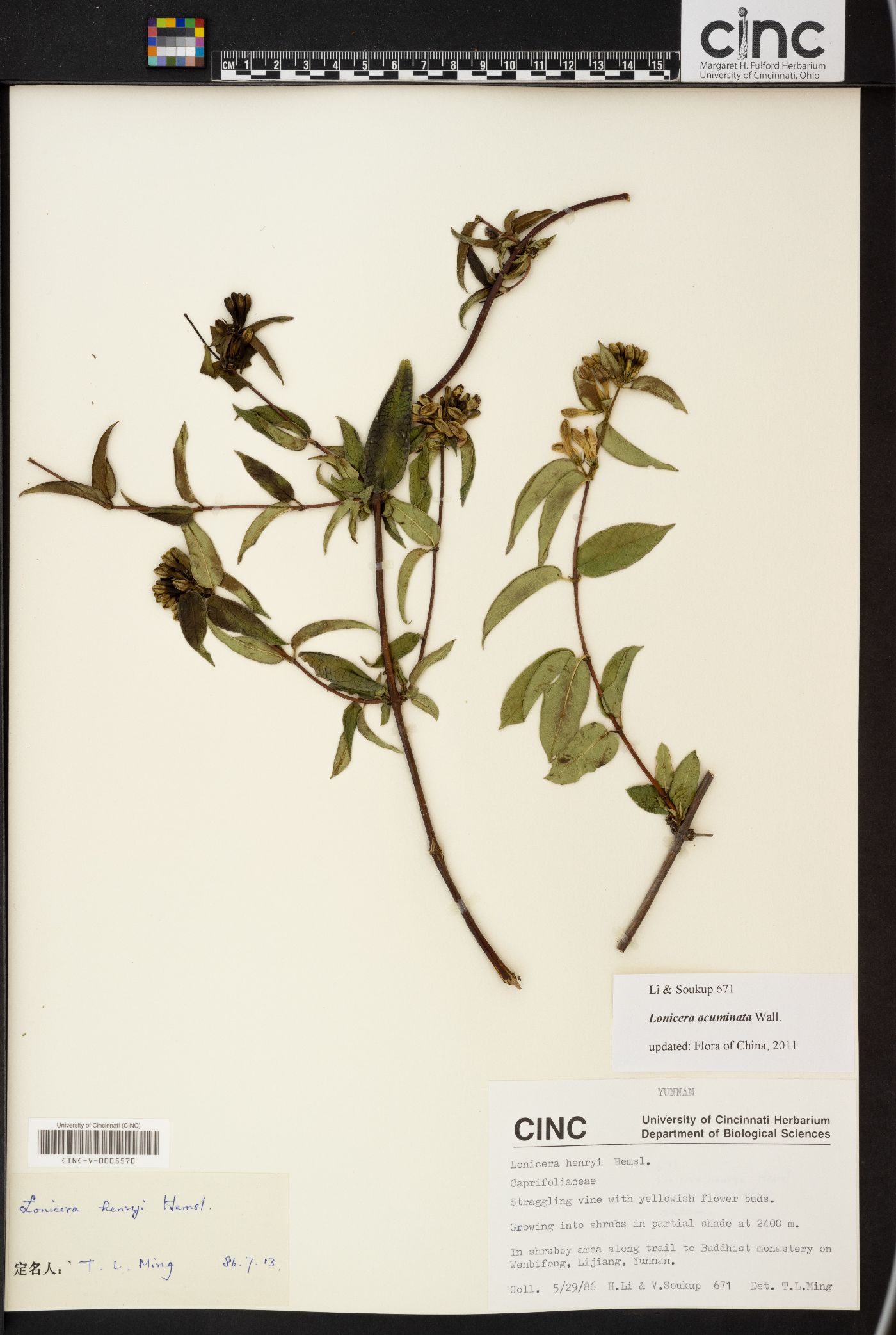 Lonicera acuminata image
