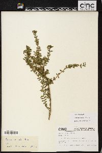 Lonicera tangutica image