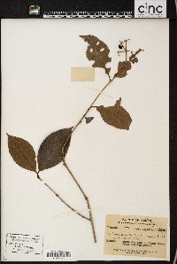 Image of Viburnum colebrookianum