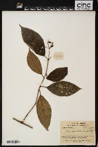 Viburnum colebrookianum image
