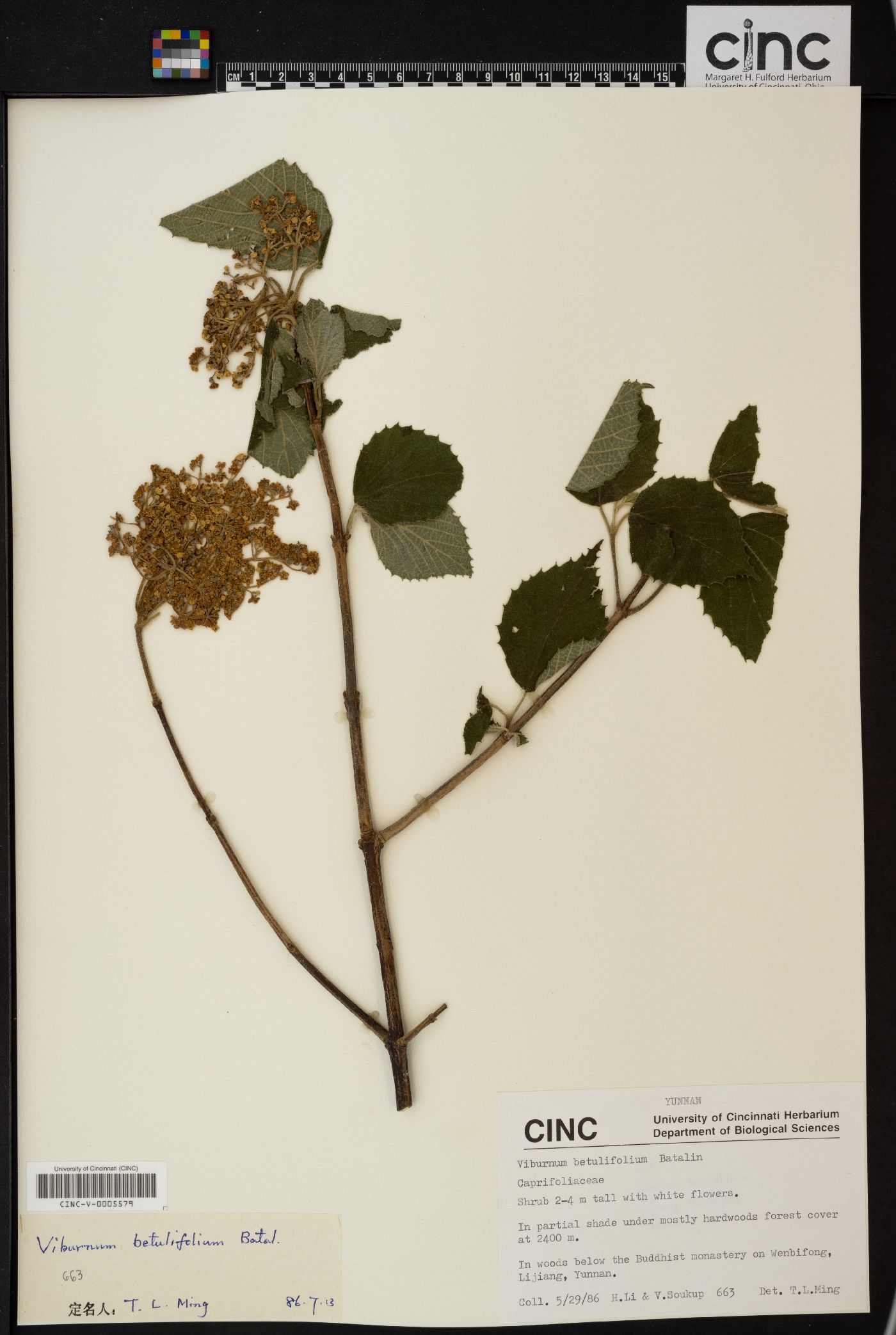 Viburnum betulifolium image