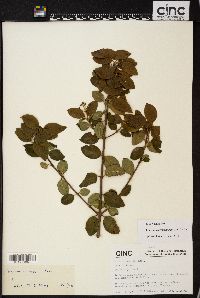 Viburnum atrocyaneum image