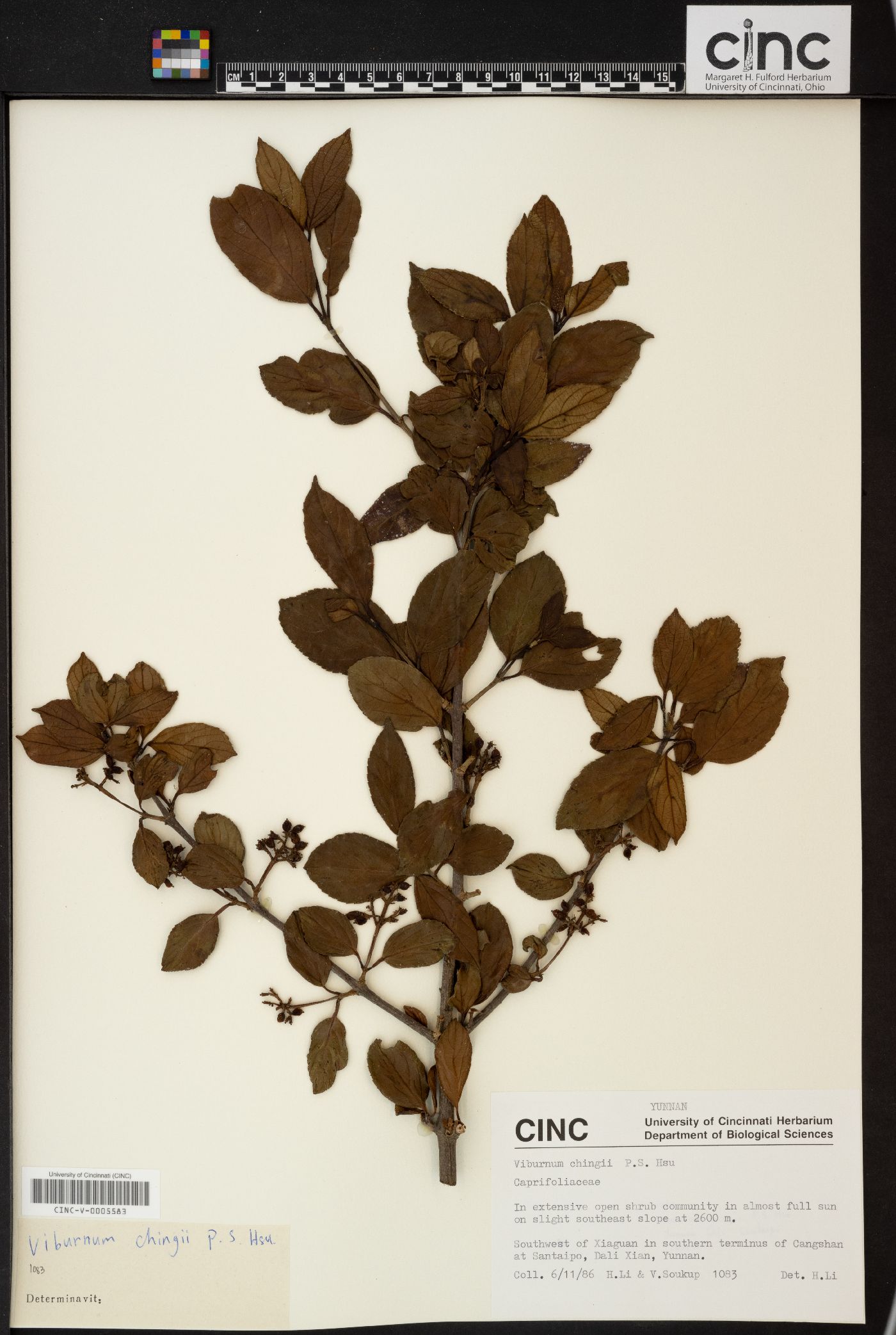 Viburnum chingii image