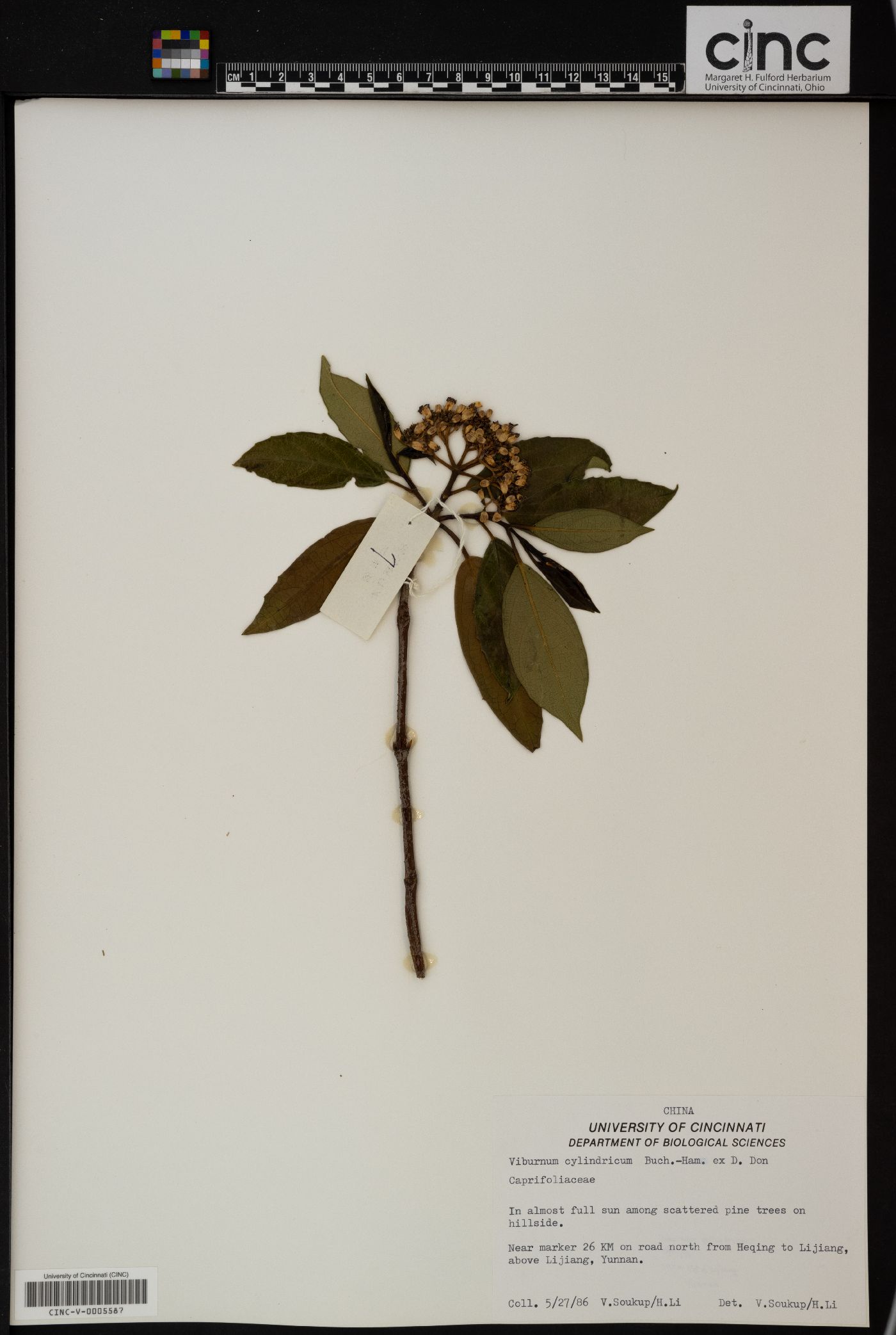 Viburnum cylindricum image