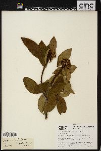 Viburnum cylindricum image