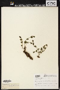Media resource of Psammosilene tunicoides