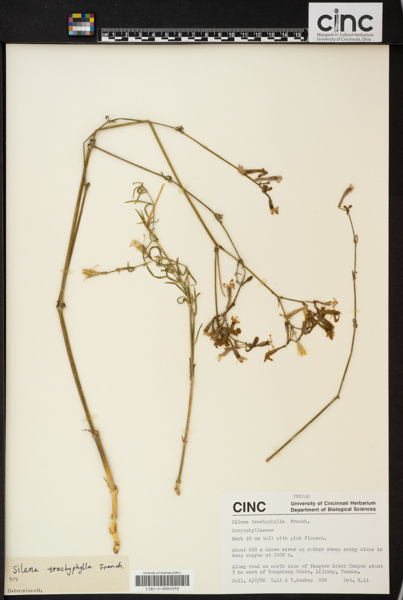 Silene trachyphylla image