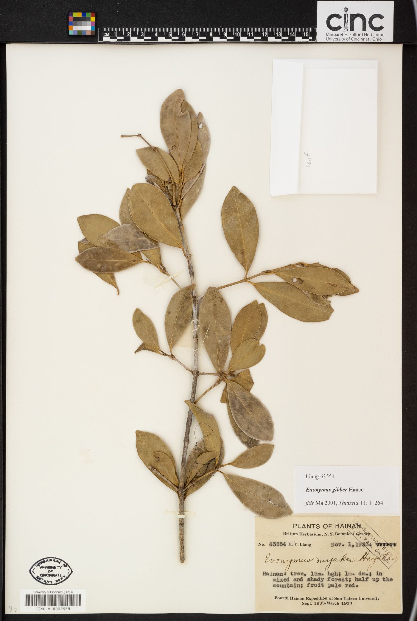 Euonymus gibber image