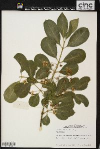 Euonymus grandiflorus image