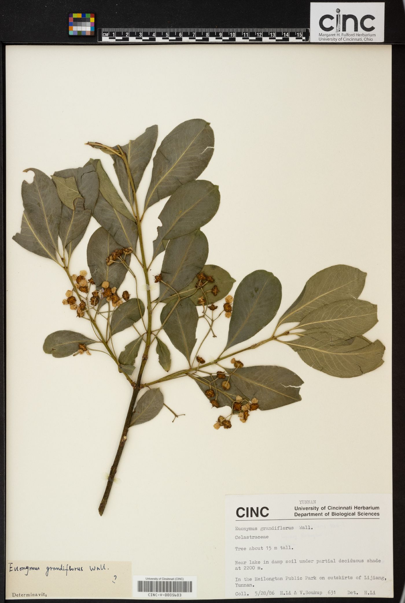 Euonymus grandiflorus image