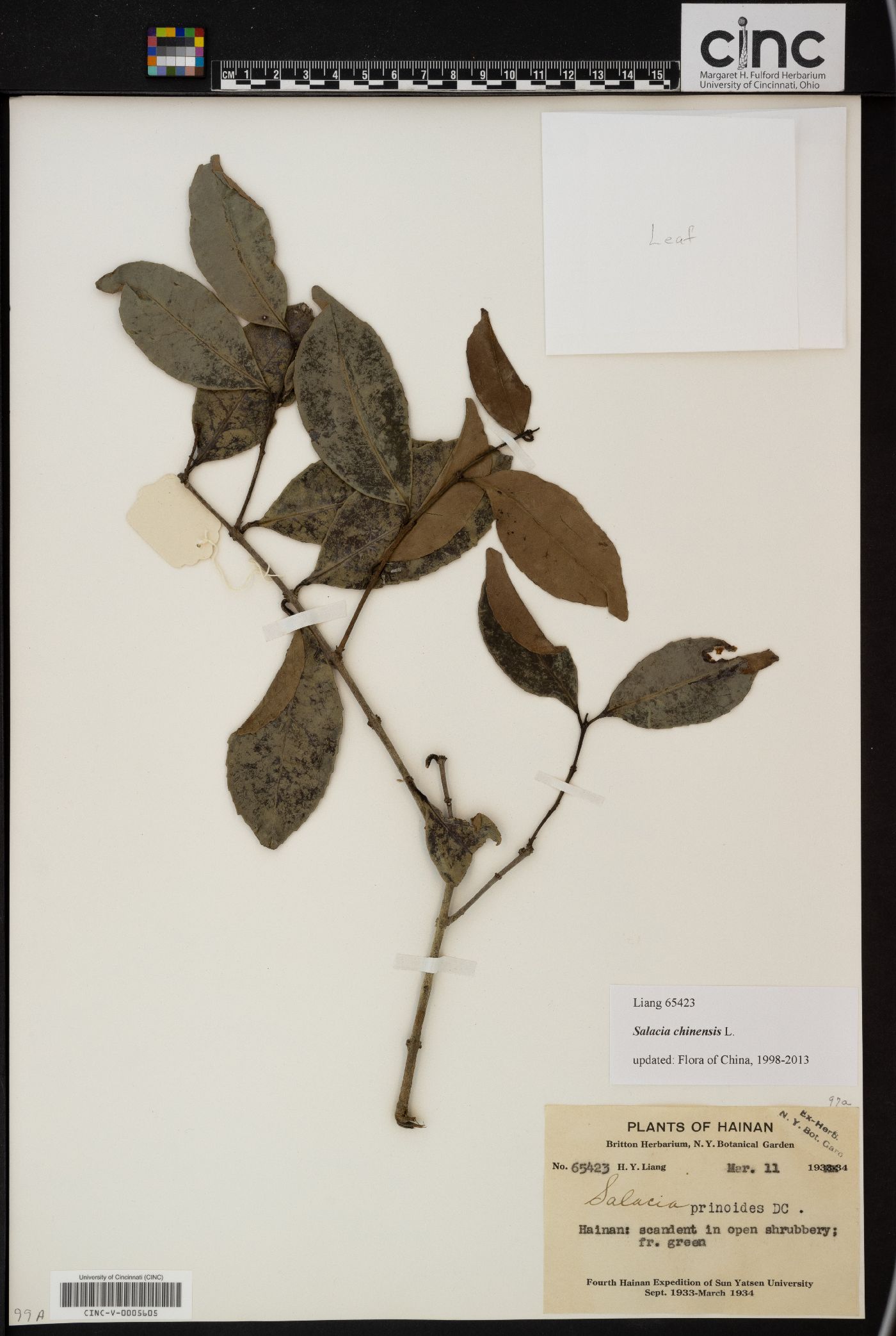 Salacia chinensis image