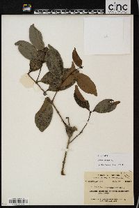 Salacia chinensis image