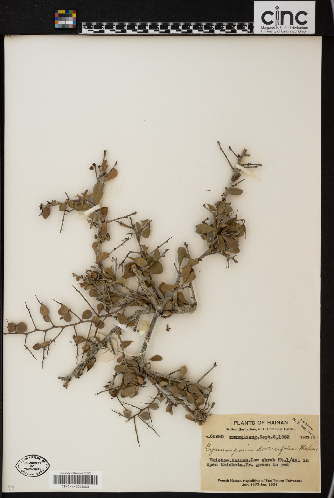 Gymnosporia diversifolia image