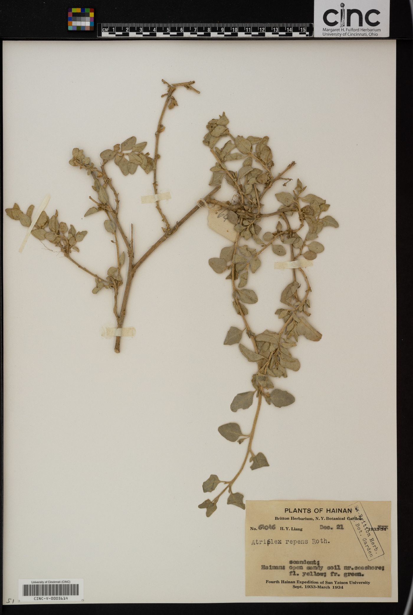 Atriplex repens image