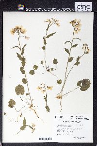 Cardamine douglassii image