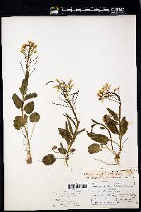 Cardamine douglassii image