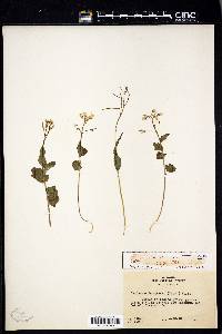 Cardamine douglassii image