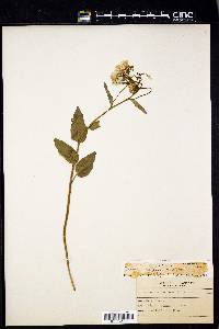 Cardamine douglassii image