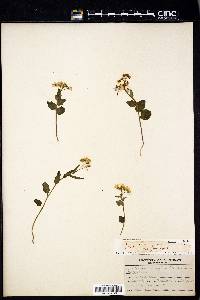 Cardamine douglassii image