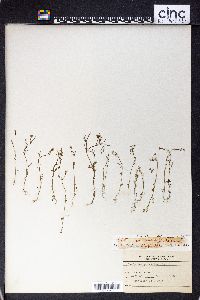 Cardamine parviflora image