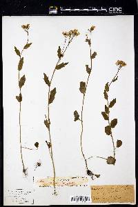 Cardamine douglassii image