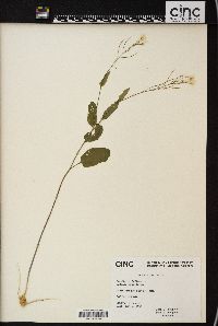 Cardamine bulbosa image