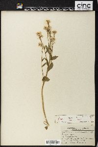 Cardamine bulbosa image