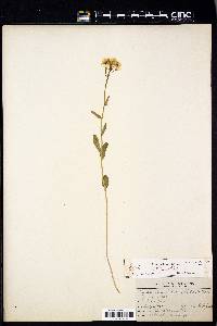 Cardamine bulbosa image