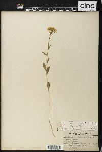 Cardamine bulbosa image