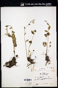 Cardamine bulbosa image