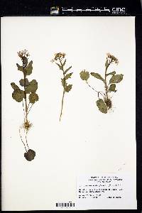 Cardamine douglassii image