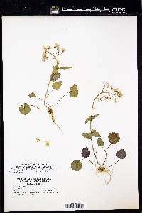 Cardamine douglassii image