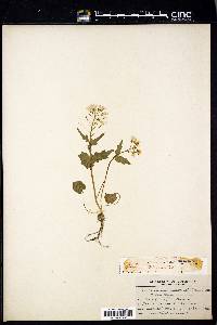 Cardamine douglassii image